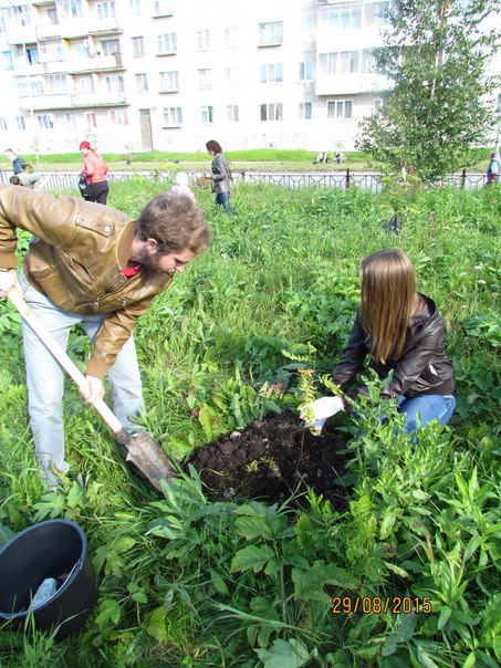 Посадка деревьев